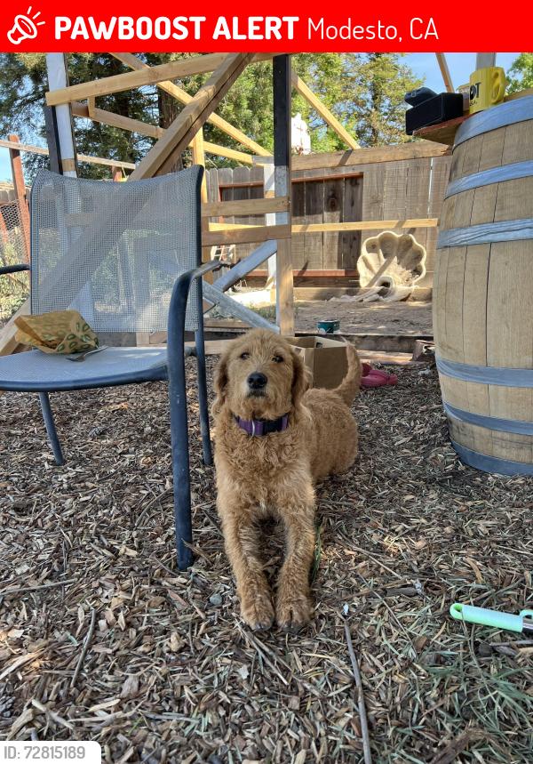 Lost Female Dog last seen Hammett/ Ciccarelli, Modesto, CA 95368