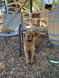 Lost Female Dog last seen Hammett/ Ciccarelli, Modesto, CA 95368