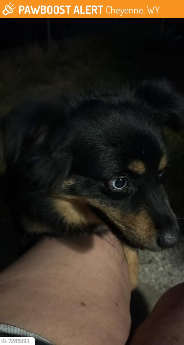 Found/Stray Unknown Dog last seen Near Ames ave , Cheyenne, WY 82007