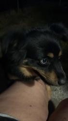 Found/Stray Unknown Dog last seen Near Ames ave , Cheyenne, WY 82007