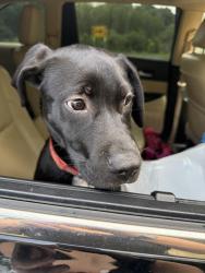 Found/Stray Male Dog last seen Audrey pond and bulverde , San Antonio, TX 78247