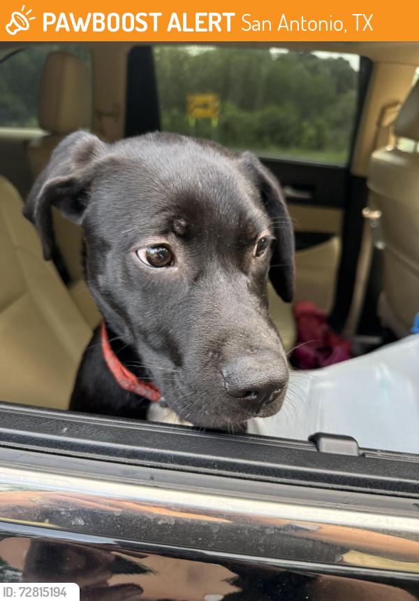 Found/Stray Male Dog last seen Audrey pond and bulverde , San Antonio, TX 78247