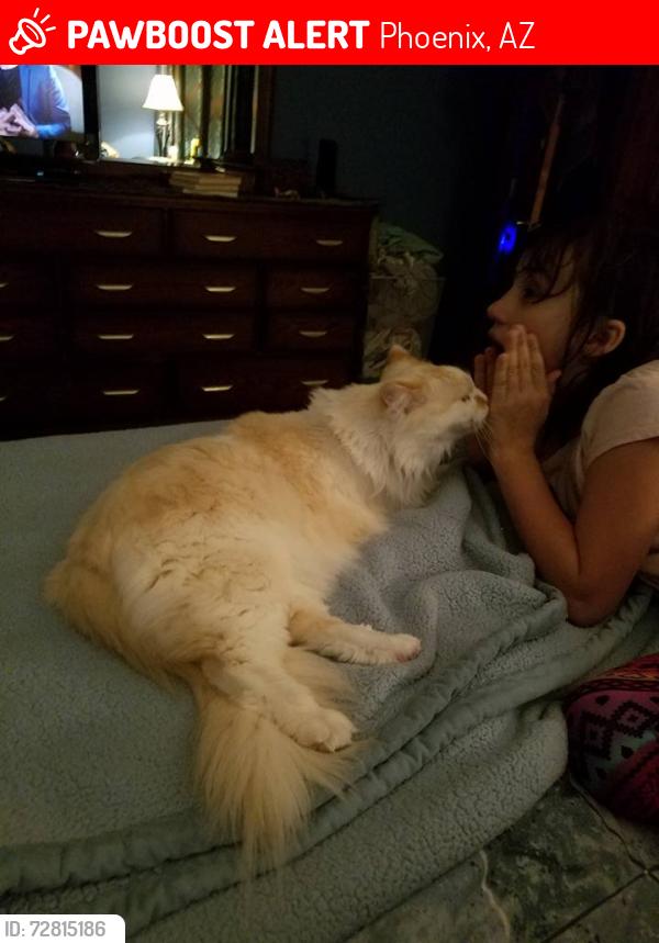 Lost Male Cat last seen Near West Glendale Ave Luxana apmts , Phoenix, AZ 85013