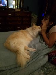 Lost Male Cat last seen Near West Glendale Ave Luxana apmts , Phoenix, AZ 85013