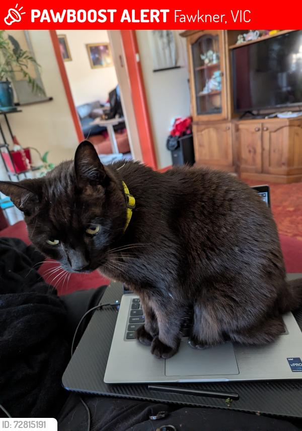 Lost Male Cat last seen James Street and Major Road, Fawkner, Fawkner, VIC 3060