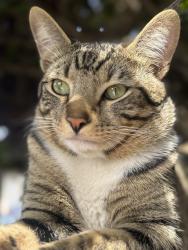 Lost Male Cat last seen Warner , Huntington Beach, CA 92647