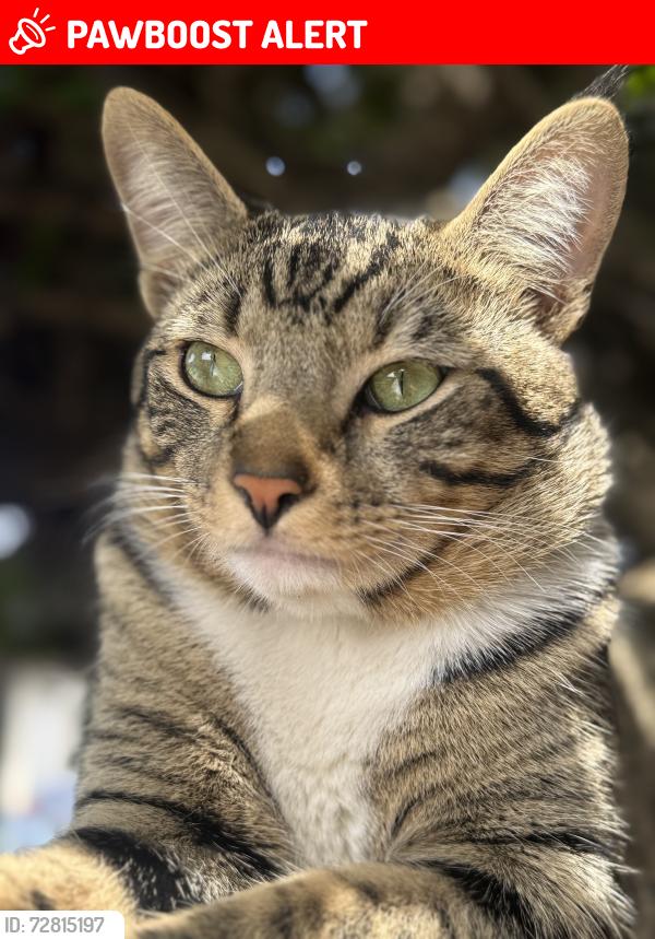 Lost Male Cat last seen Warner , Huntington Beach, CA 92647