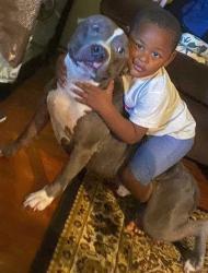 Lost Male Dog last seen Thomas, Memphis, TN 38105