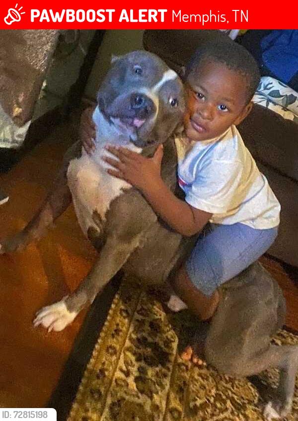 Lost Male Dog last seen Thomas, Memphis, TN 38105