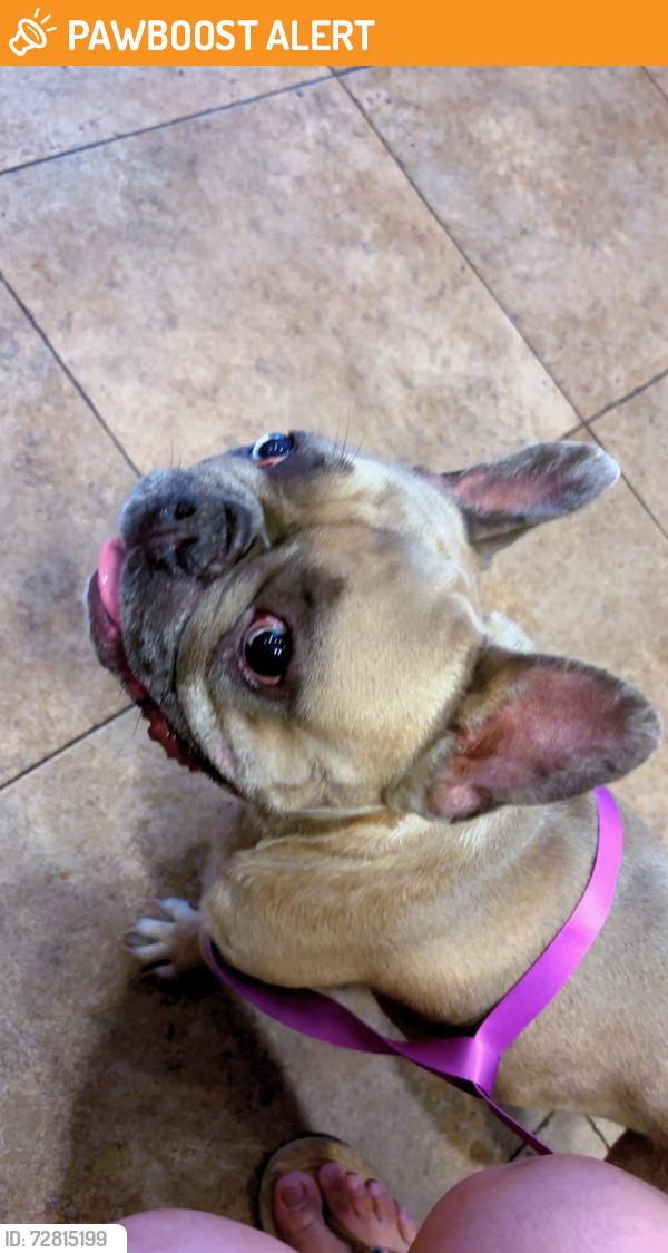 Found/Stray Male Dog last seen Summit blvd , West Palm Beach, FL 33415