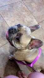 Found/Stray Male Dog last seen Summit blvd , West Palm Beach, FL 33415
