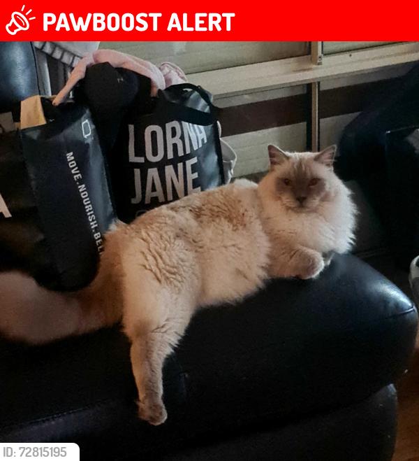 Lost Male Cat last seen Tregenza Court, Parafield Gardens , Parafield Gardens, SA 5107
