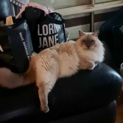Lost Male Cat last seen Tregenza Court, Parafield Gardens , Parafield Gardens, SA 5107