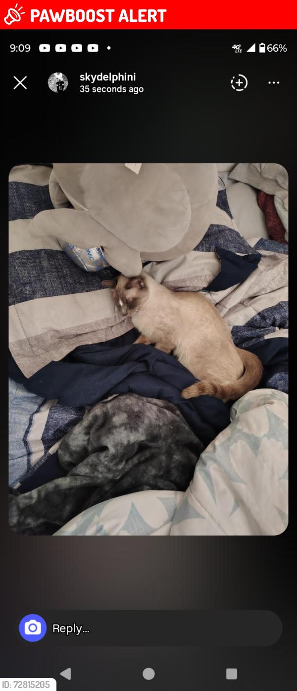 Lost Female Cat last seen Academy and Austin bluffs , Colorado Springs, CO 80918