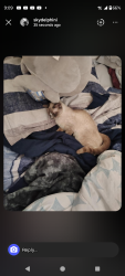 Lost Female Cat last seen Academy and Austin bluffs , Colorado Springs, CO 80918