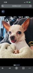 Lost Female Dog last seen Calloway & buchanan, Fort Worth, TX 76114