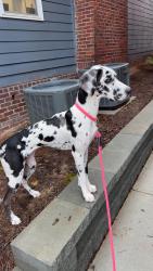 Lost Female Dog last seen Main street, Belmont, NC 28012