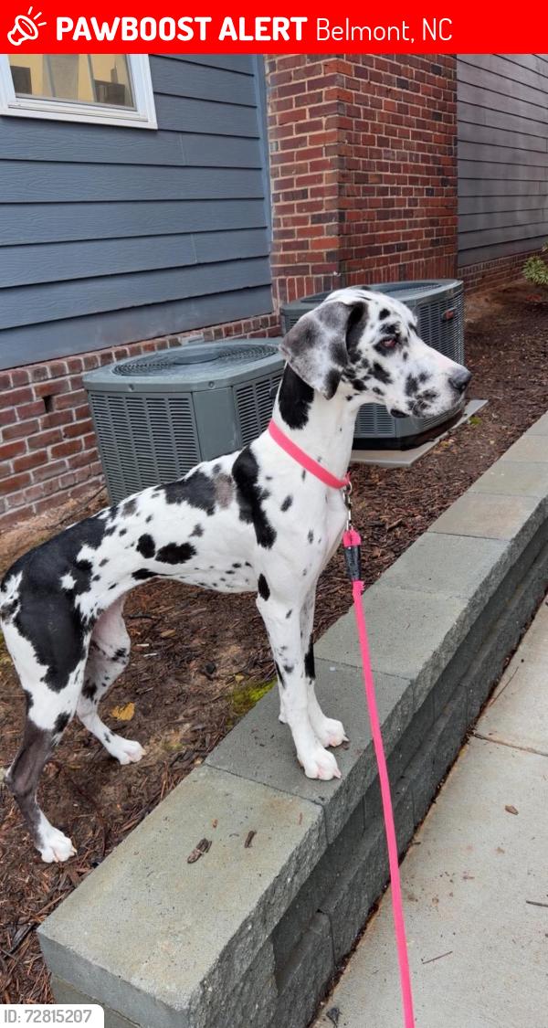 Lost Female Dog last seen Main street, Belmont, NC 28012