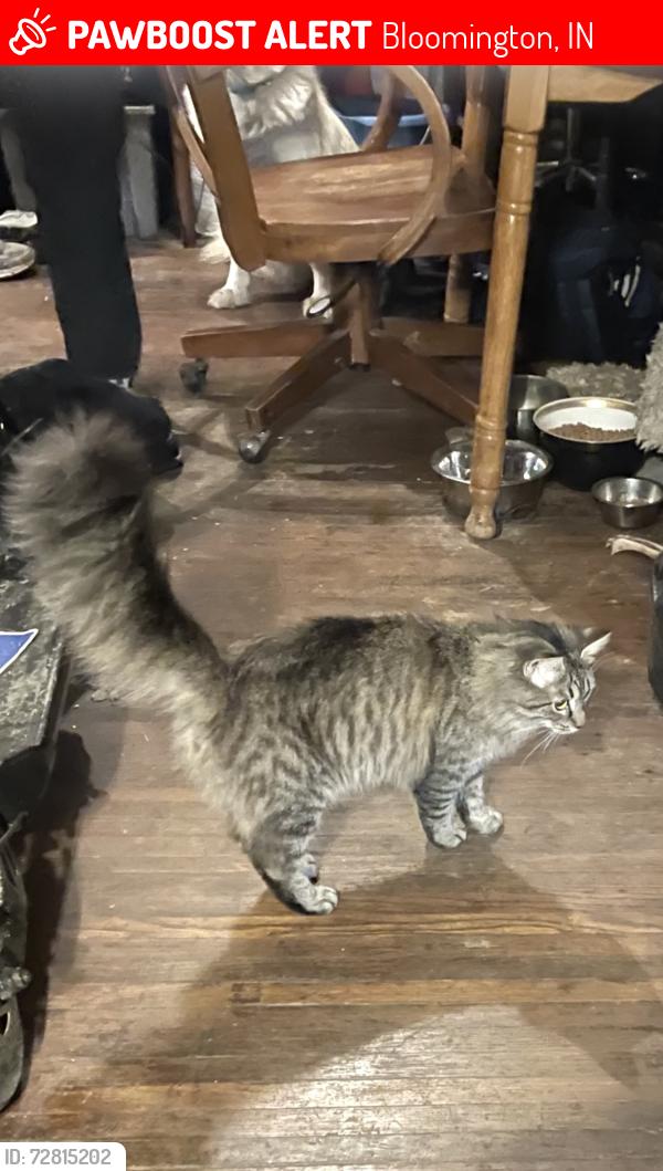 Lost Male Cat last seen John’s food mart,  Rockport rd, Roger’s St, Bloomington, IN 47403