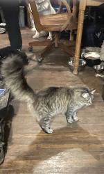 Lost Male Cat last seen John’s food mart,  Rockport rd, Roger’s St, Bloomington, IN 47403