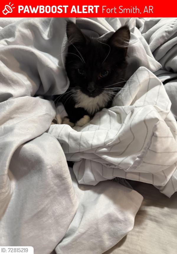 Lost Female Cat last seen Bluff ave & S T st, Fort Smith, AR 72901