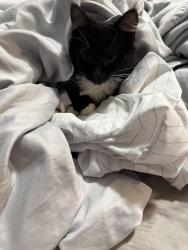 Lost Female Cat last seen Bluff ave & S T st, Fort Smith, AR 72901