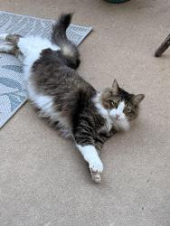 Lost Male Cat last seen Century park blvd going into the Century Park neighborhood, Austin, TX 78727