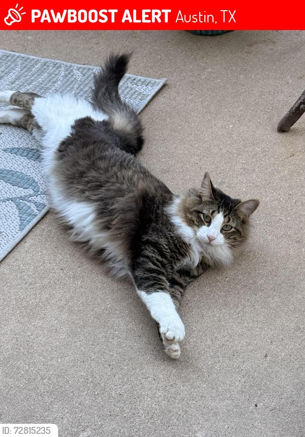 Lost Male Cat last seen Century park blvd going into the Century Park neighborhood, Austin, TX 78727