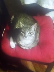 Lost Male Cat last seen Ballmam Ave, Brooklyn Park, MD 21225