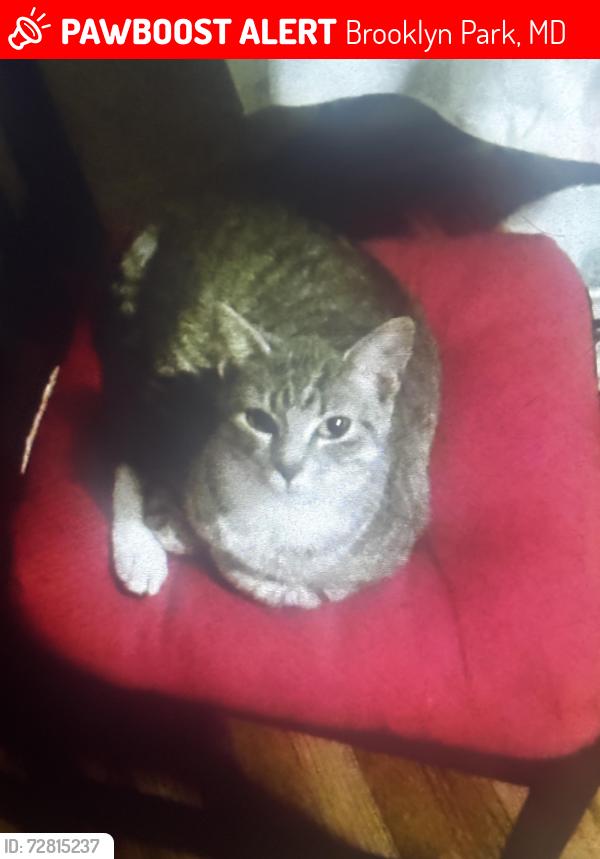 Lost Male Cat last seen Ballmam Ave, Brooklyn Park, MD 21225