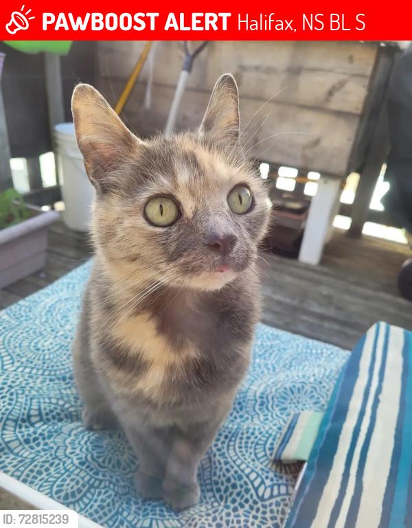 Lost Female Cat last seen Oxford st, Halifax, NS B3L 1S2