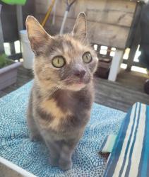 Lost Female Cat last seen Oxford st, Halifax, NS B3L 1S2