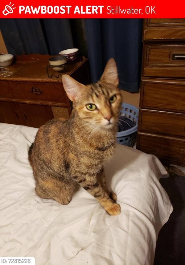 Lost Female Cat last seen 68th Street (East/West Mehan) and Fairgrounds Road  We are in Eden Chapel Mobile  Park, Stillwater, OK 74074