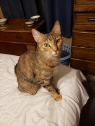 Lost Female Cat last seen 68th Street (East/West Mehan) and Fairgrounds Road  We are in Eden Chapel Mobile  Park, Stillwater, OK 74074