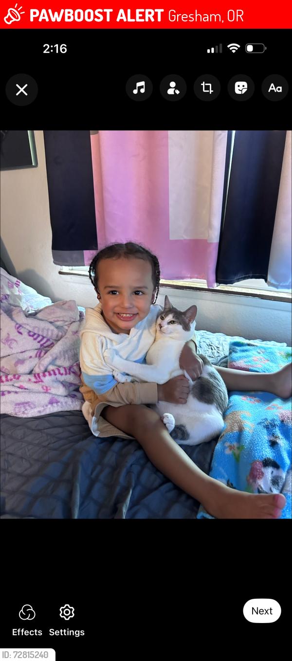 Lost Male Cat last seen Ne 8th street Gresham Oregon , Gresham, OR 97030