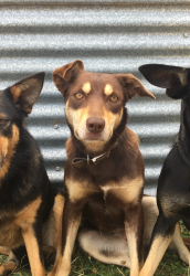 Lost Female Dog last seen St Johns Day Surgery Car Park OR Salamanca Fresh Davey Street , South Hobart, TAS 7004
