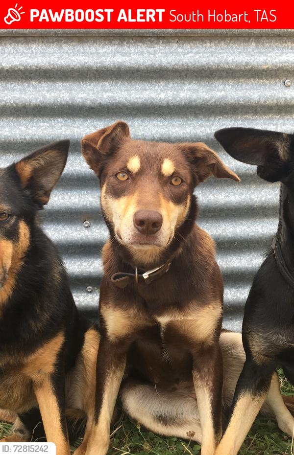 Lost Female Dog last seen St Johns Day Surgery Car Park OR Salamanca Fresh Davey Street , South Hobart, TAS 7004