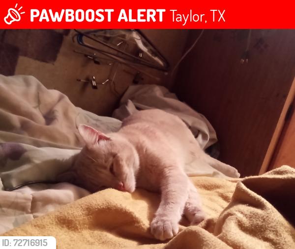 Lost Male Cat last seen Cr 101, cr 368, cr 369 Taylor TX 76574, Taylor, TX 78634