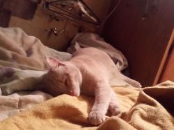 Lost Male Cat last seen Cr 101, cr 368, cr 369 Taylor TX 76574, Taylor, TX 78634