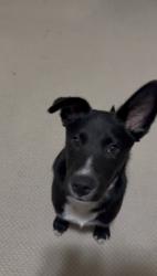 Lost Male Dog last seen Taylor ridge , Spring, TX 77373
