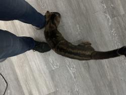 Found/Stray Male Cat last seen Indian school rd, Phoenix, AZ 85018