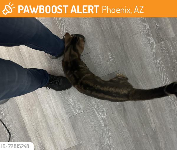 Found/Stray Male Cat last seen Indian school rd, Phoenix, AZ 85018