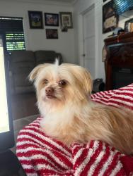 Lost Male Dog last seen Near Kay St , By taco truck and car wash, Compton, CA 90221