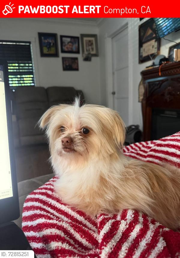 Lost Male Dog last seen Near Kay St , By taco truck and car wash, Compton, CA 90221