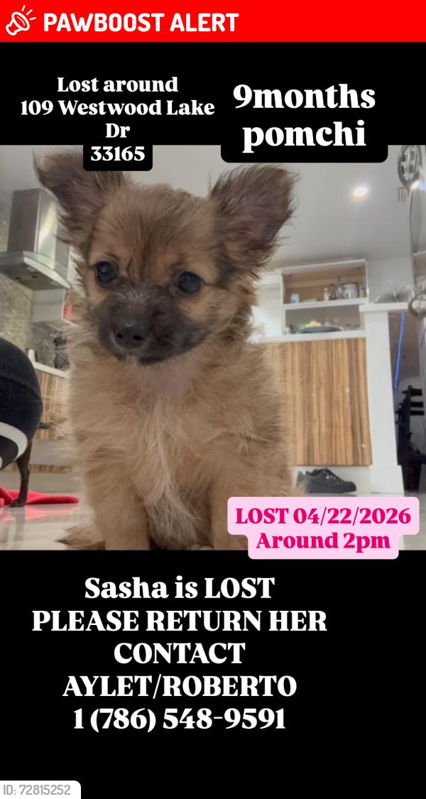 Lost Female Dog last seen Near Westwood lake dr , Westwood Lakes, FL 33165