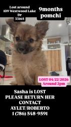 Lost Female Dog last seen Near Westwood lake dr , Westwood Lakes, FL 33165