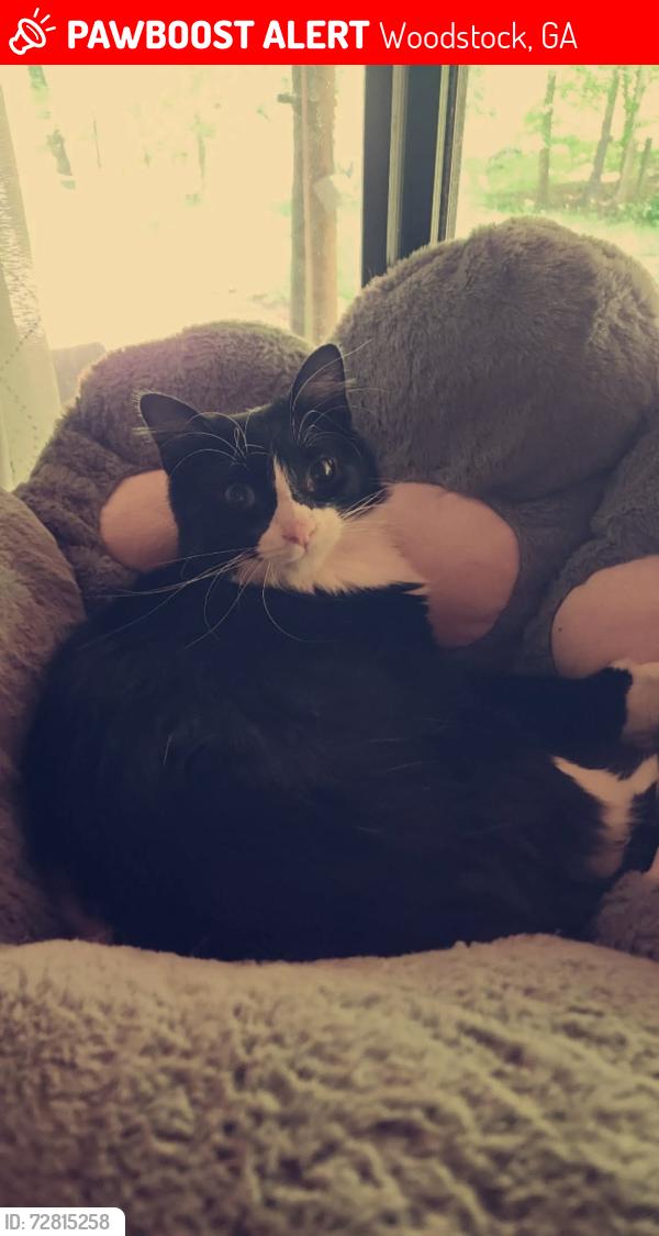 Lost Male Cat last seen Batesville rd, Woodstock, GA 30188