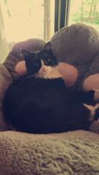 Lost Male Cat last seen Batesville rd, Woodstock, GA 30188