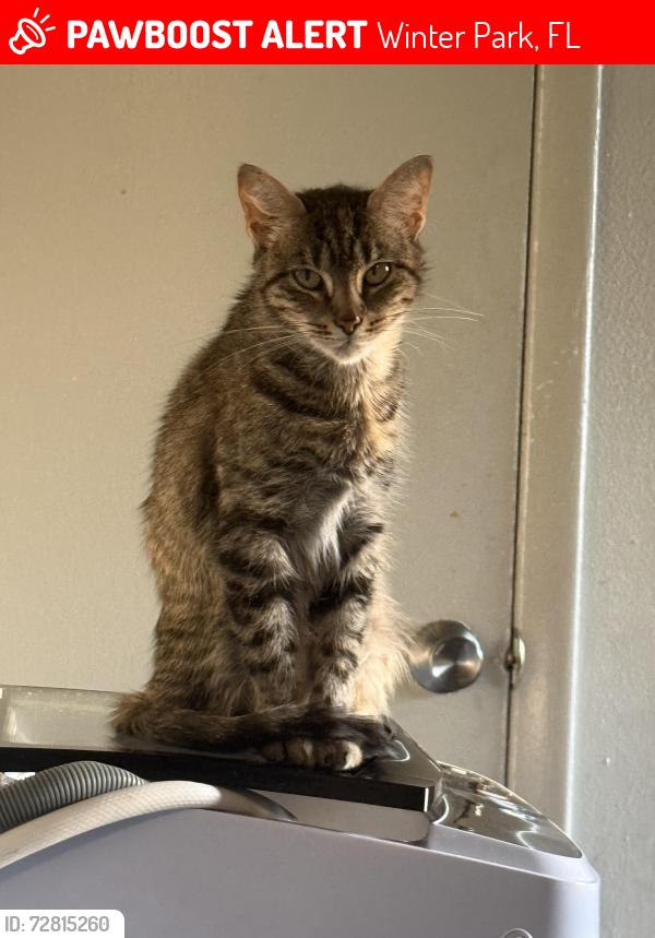 Lost Female Cat last seen Tuscany at Aloma apmts , Winter Park, FL 32792