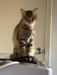 Lost Female Cat last seen Tuscany at Aloma apmts , Winter Park, FL 32792